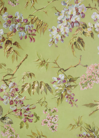 Wunderlust Wisteria - First Spring